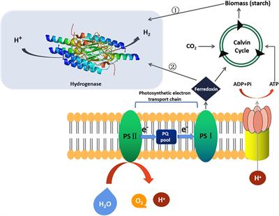 Microalgae: The Future Supply House of Biohydrogen and Biogas